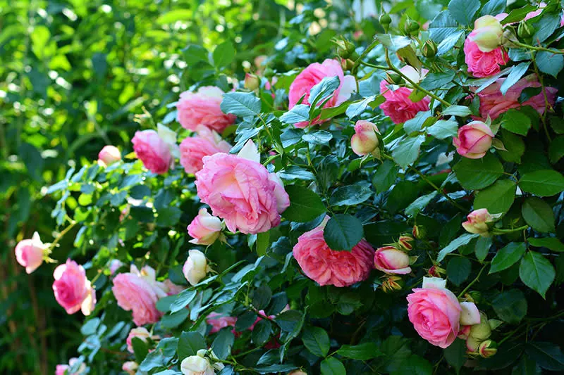 Cuidado y mantenimiento de rosas y rosales