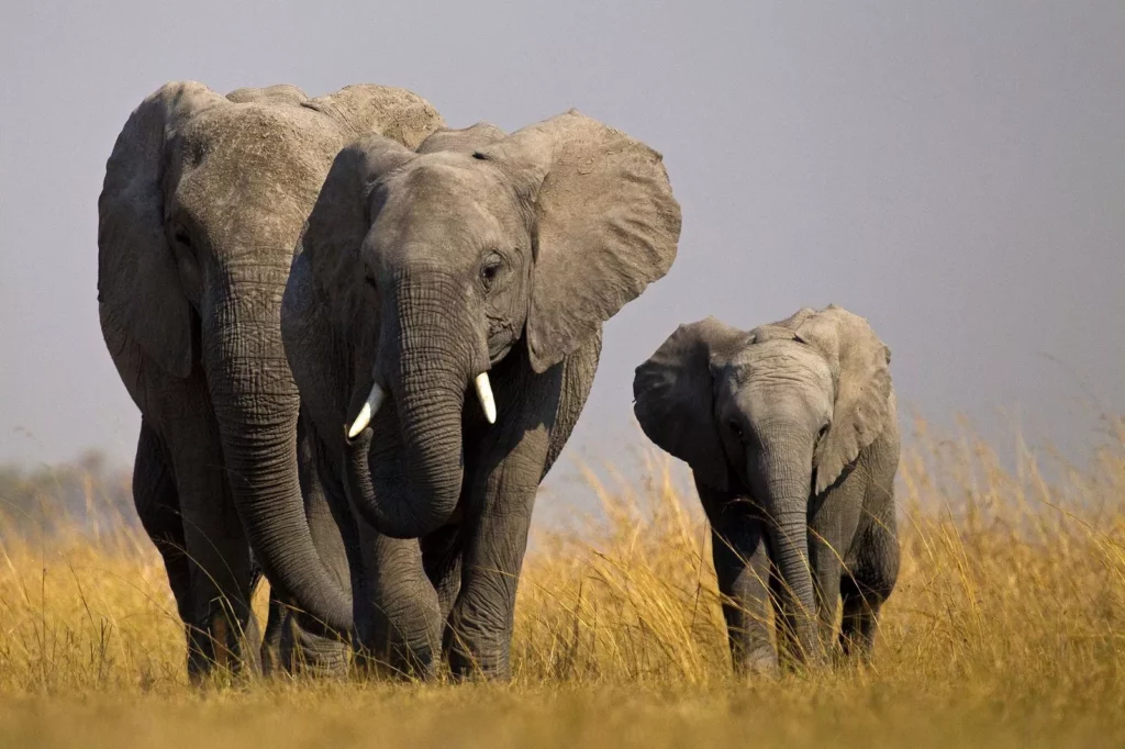 El Elefante: Conociendo a la mayor de las especies terrestres