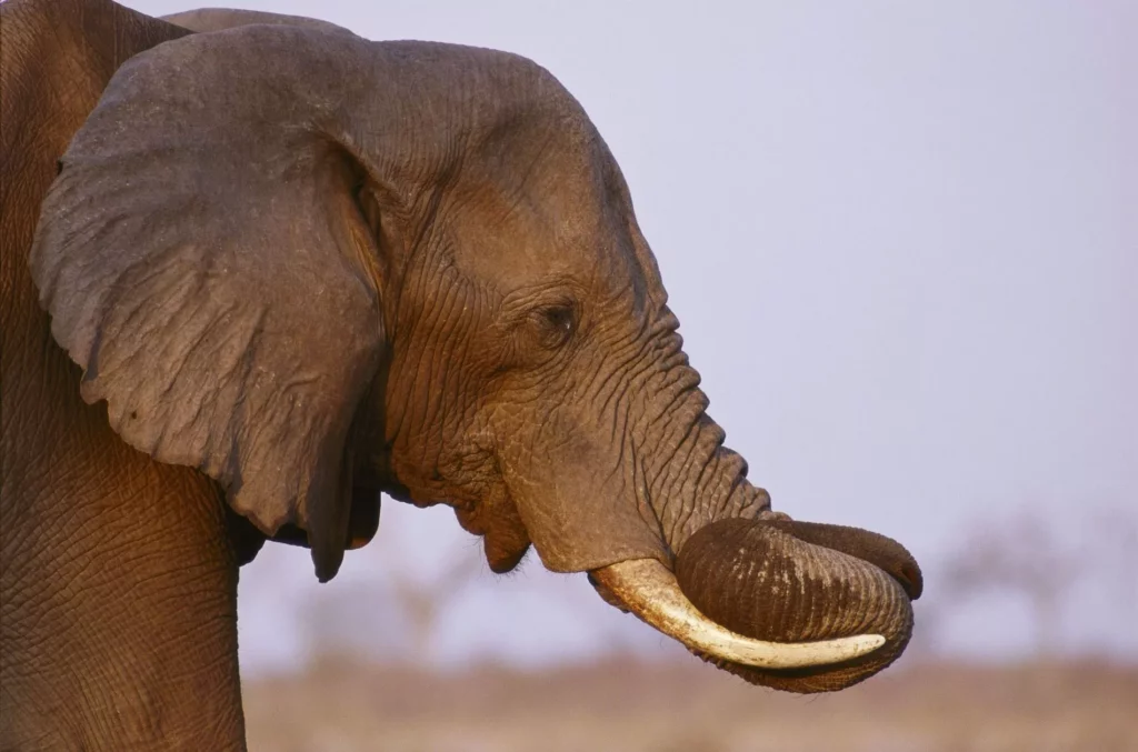 El Elefante: Conociendo a la mayor de las especies terrestres