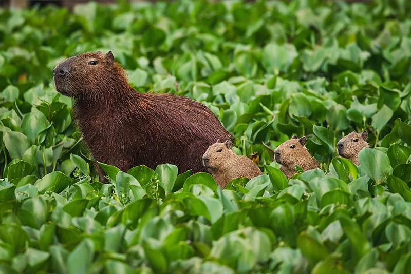 Descubre el fascinante mundo de las capibaras