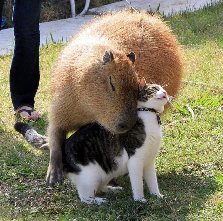 Descubre el fascinante mundo de las capibaras