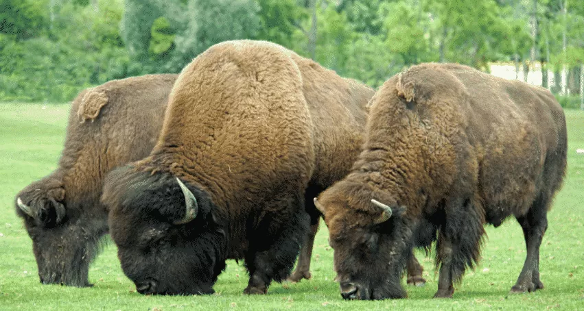 Descubre todo sobre los bisonte la historia y la vida actual