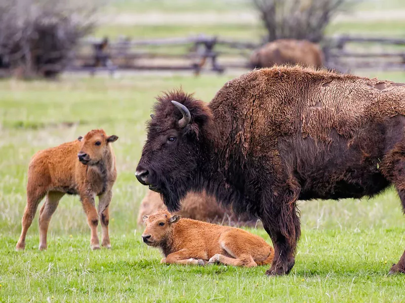 los bisonte la historia y la vida actual