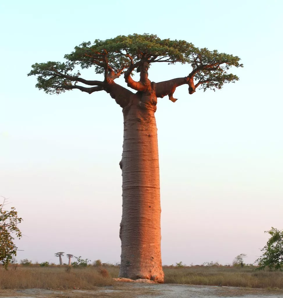 El Enigmático Árbol Baobab y su Historia