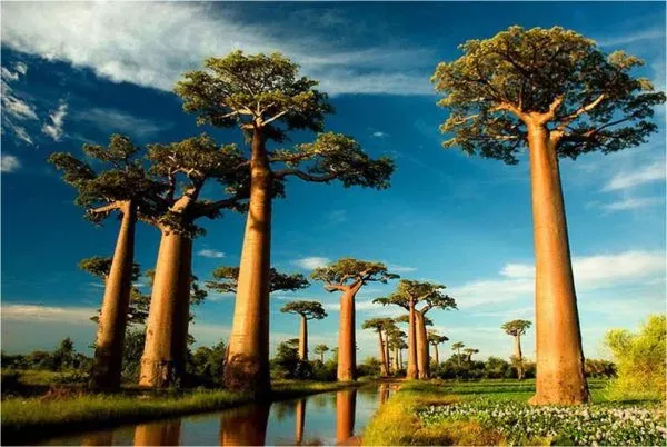 El Enigmático Árbol Baobab