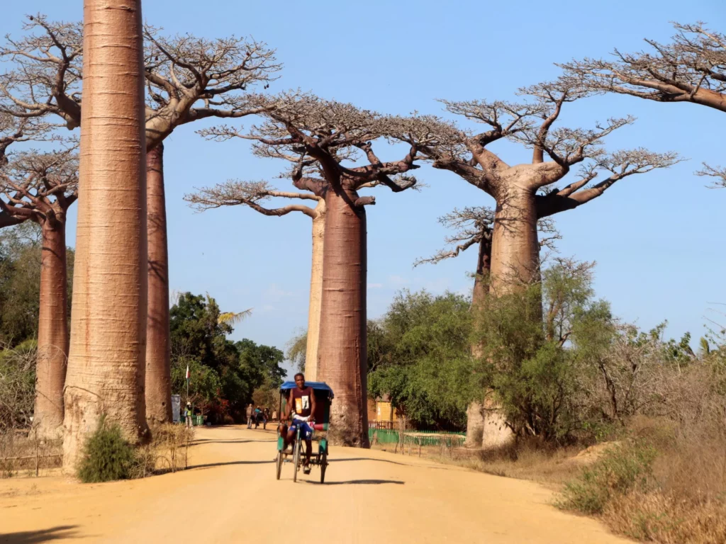 Árbol Baobab y su Historia