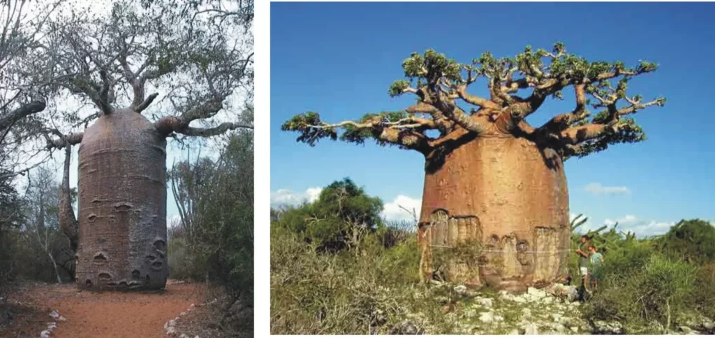Árbol Baobab 