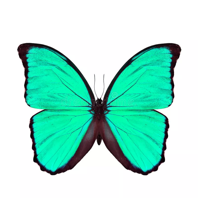 Guía completa sobre Lepidóptera mariposas y polillas
