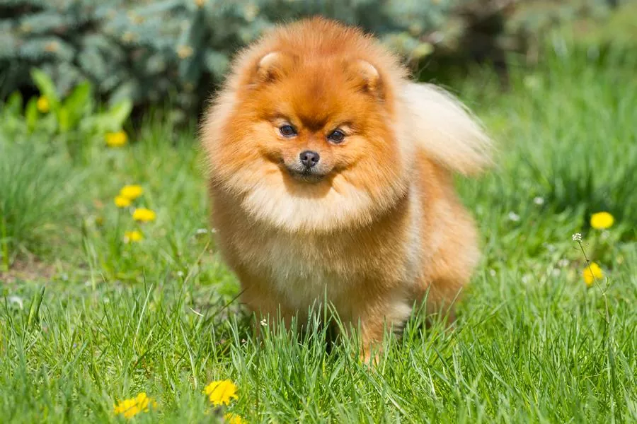 Guía completa sobre la raza de perro Pomerania