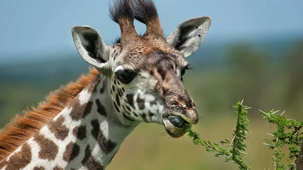 Todo lo que debes saber sobre las jirafas