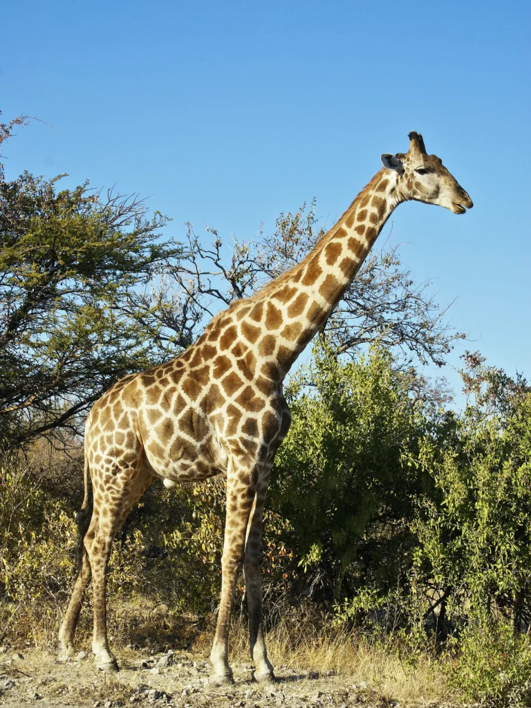 Todo lo que debes saber sobre las jirafas