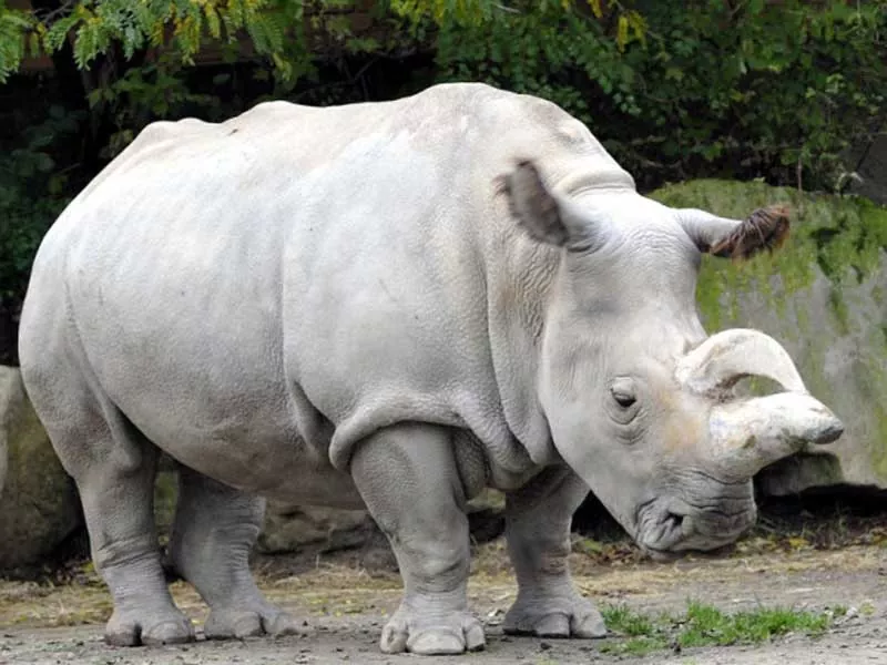 Todo lo que necesitas saber sobre el Rinoceronte