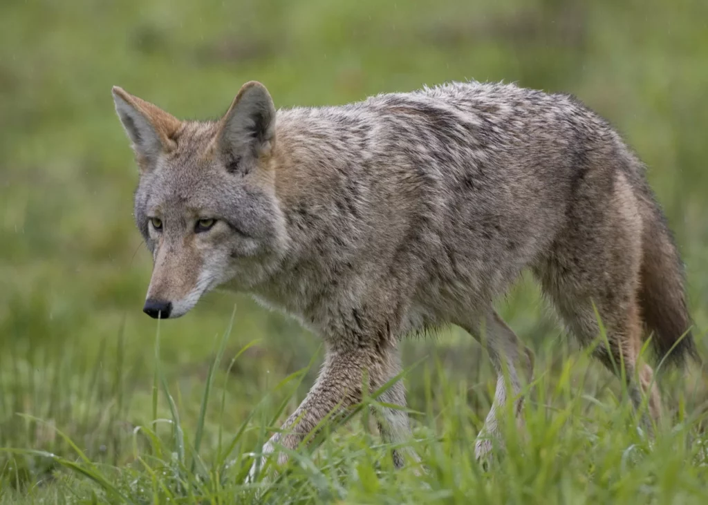 Todo lo que necesitas saber sobre el coyote