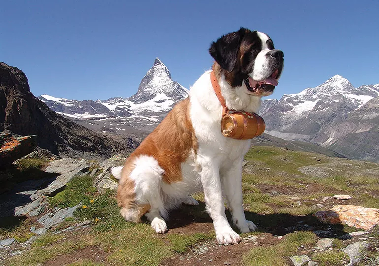 Todo lo que necesitas saber sobre la raza de perros Saint Bernard