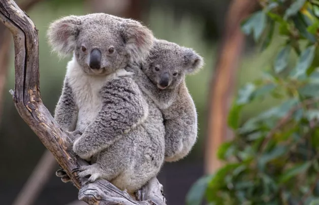 Todo lo que necesitas saber sobre la vida de las coalas
