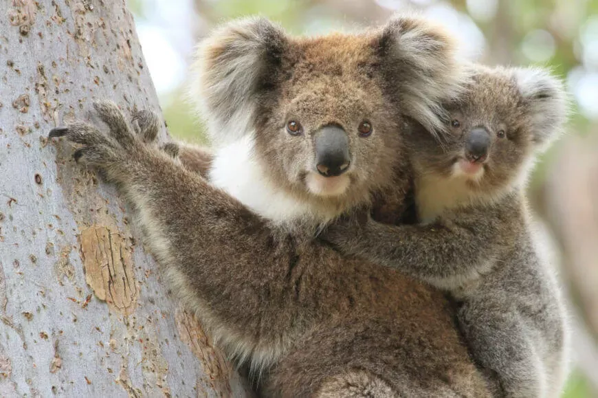 saber sobre la vida de las coalas