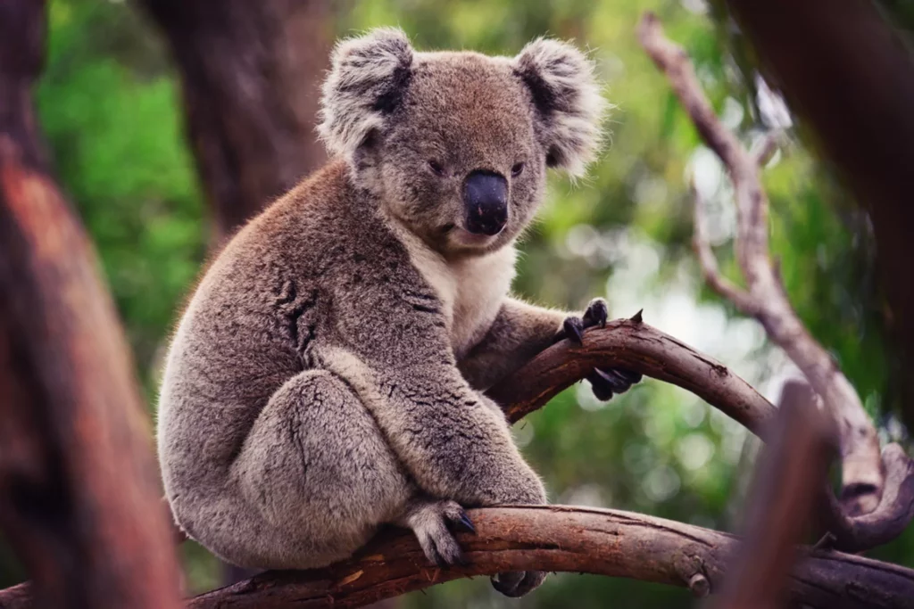 Макака коалу. Коала сидит. Где живут коалы. Коала на ветке.