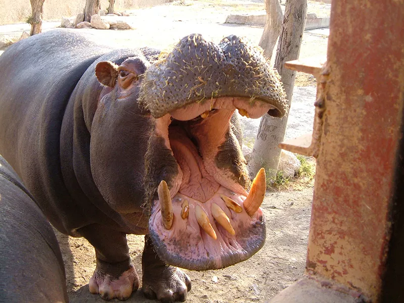 Todo sobre los hipopótamos características hábitat y curiosidades 