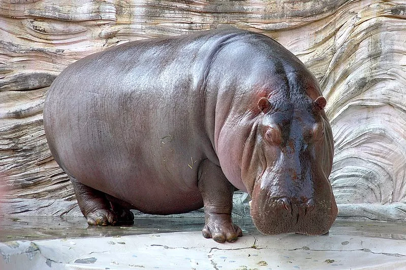 Todo sobre los hipopótamos características hábitat y curiosidades 