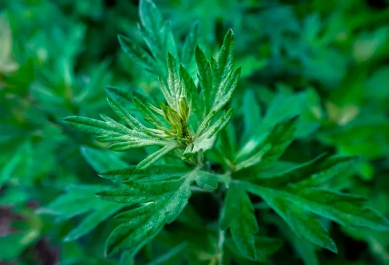 Artemisa todo lo que necesitas saber sobre esta planta medicinal