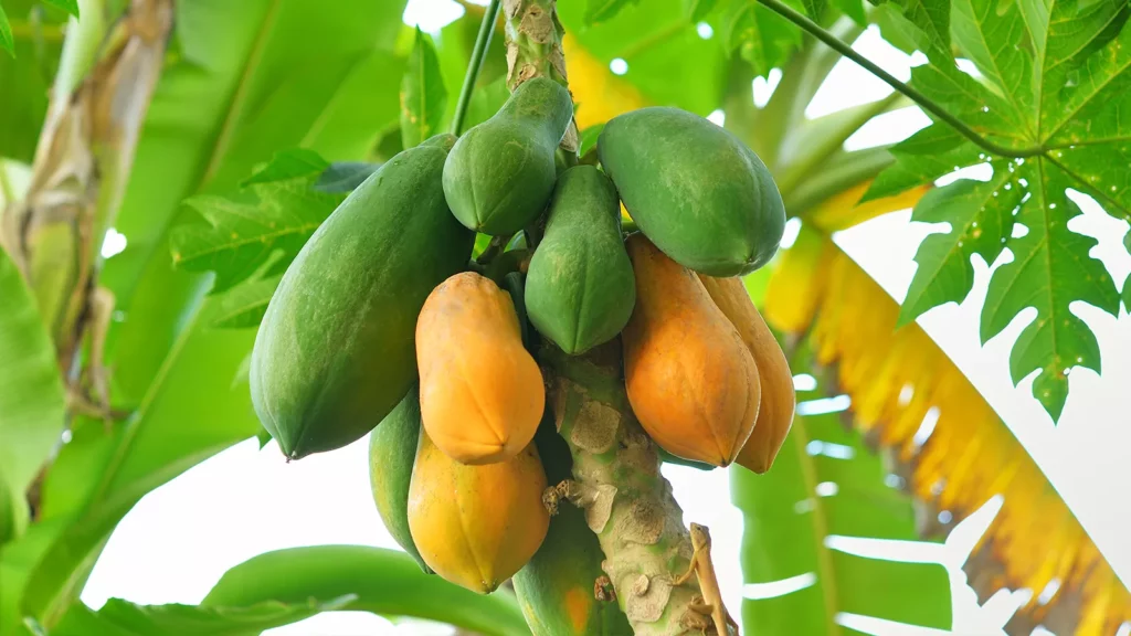 Beneficios para la salud de la papaya Una fruta exótica y deliciosa