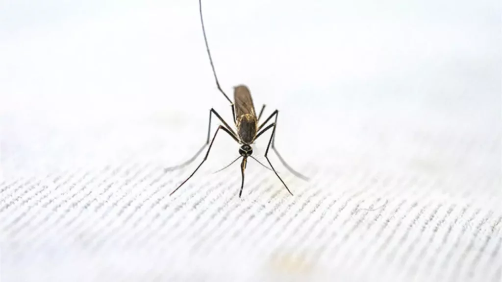 Cómo prevenir y combatir los mosquitos en el hogar y en exteriores