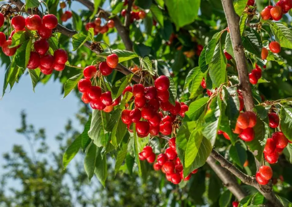 Cultivo de Cerezos Guía Completa para una Buena Producción
