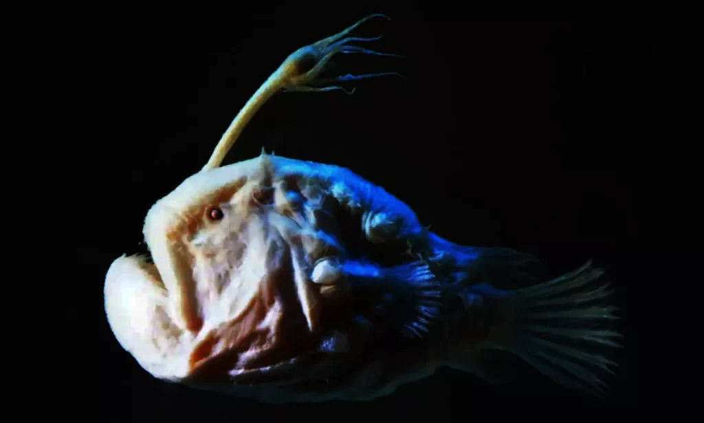 Descubre el fascinante mundo del pez abisal brillo de sol (Ceratias holboelli)