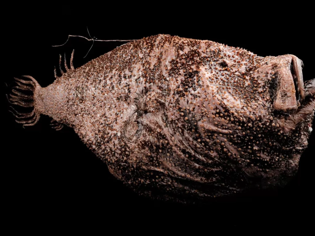 Descubre el fascinante mundo del pez abisal brillo de sol (Ceratias holboelli)