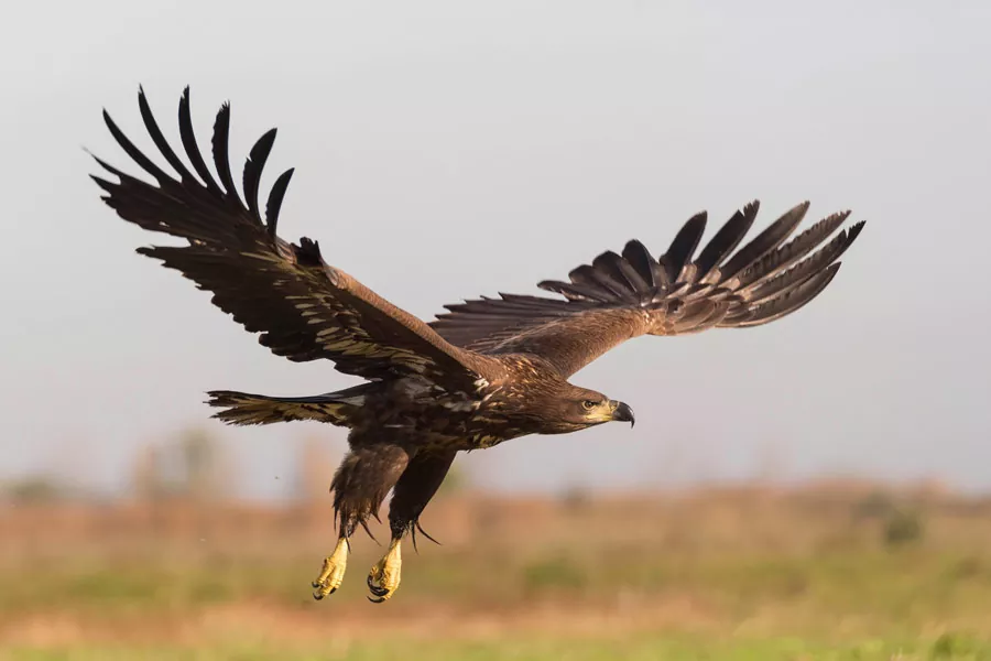 Descubre el majestuoso mundo de las águilas características hábitats y especies