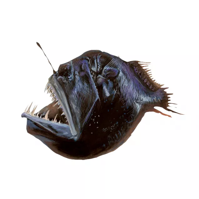 Descubre el misterioso mundo del pez abisal negro Melanocetus johnsonii