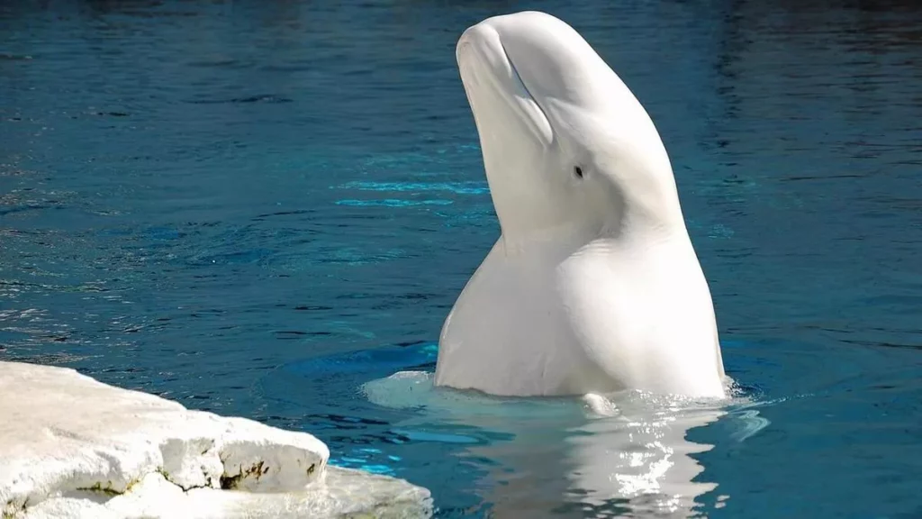 Descubre la majestuosa ballena blanca características hábitat y curiosidades