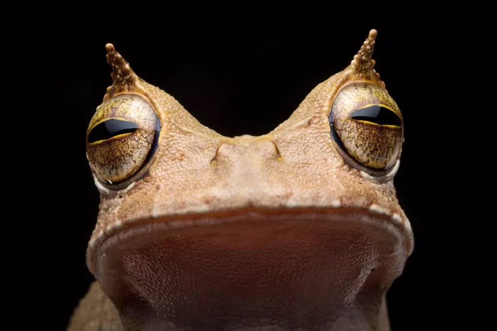Descubre la rana cornuda características y hábitat