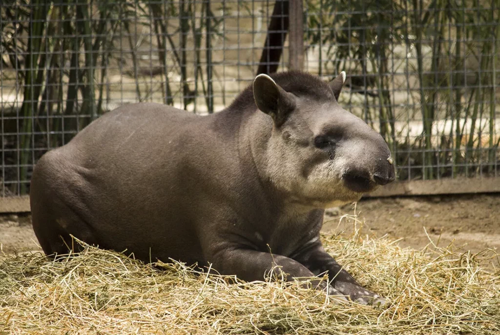 Descubre todo sobre el Tapir características hábitat y conservación