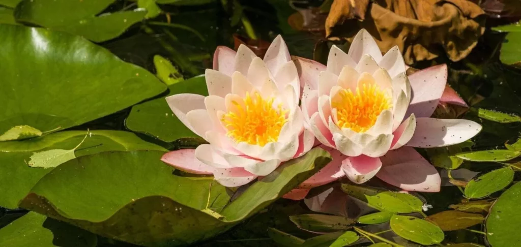 El Lotus Símbolo sagrado y significado espiritual