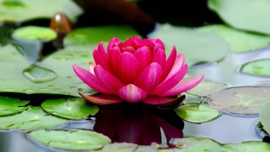 El Lotus Símbolo sagrado y significado espiritual