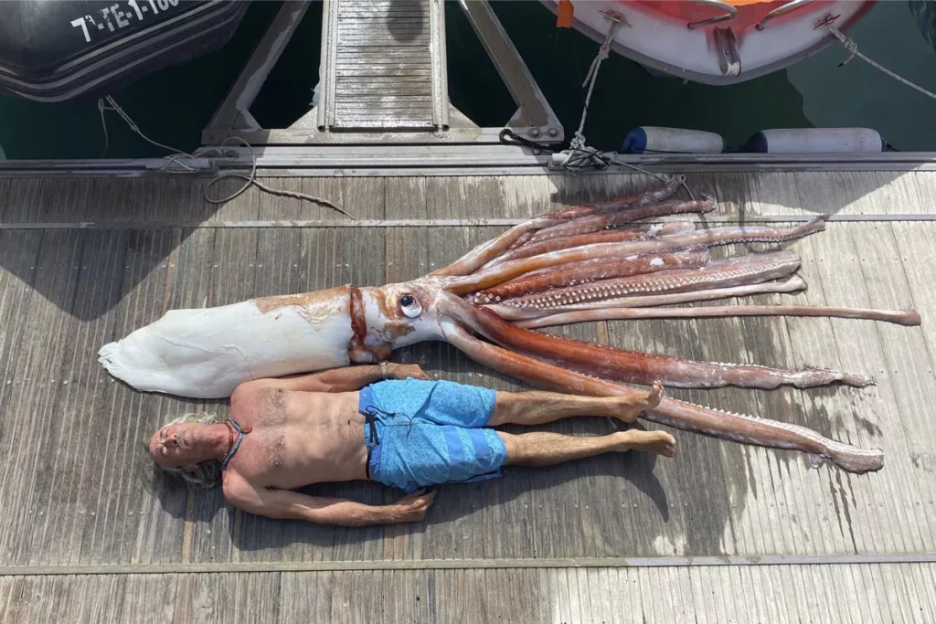 El calamar gigante (Architeuthis dux) características hábitat y curiosidades