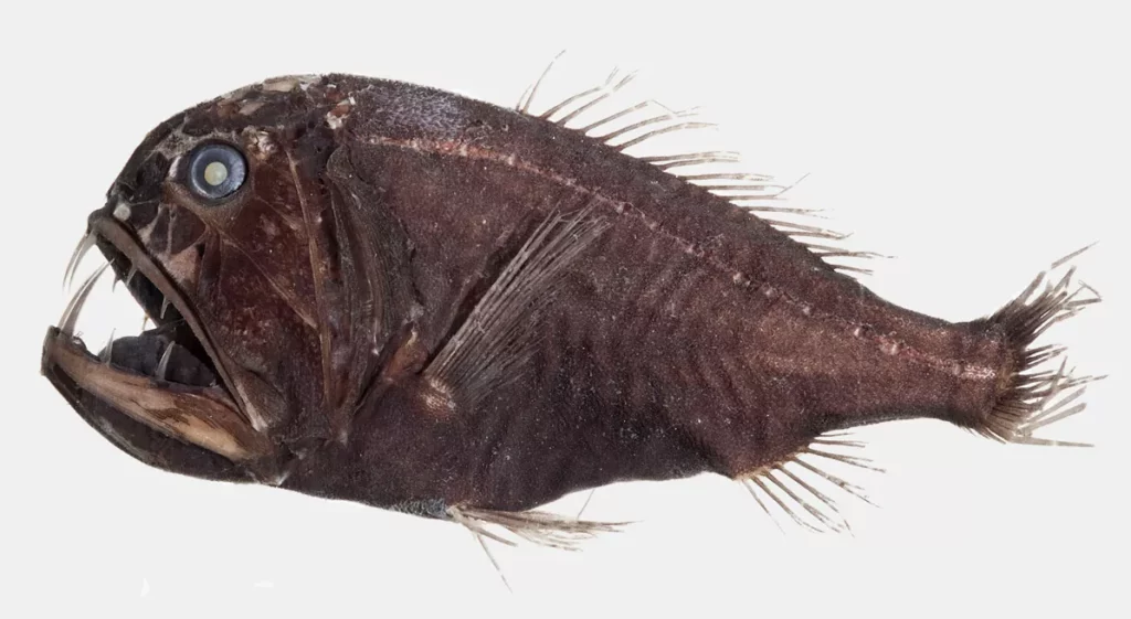 El pez abisal de dientes de vidrio Anoplogaster cornuta