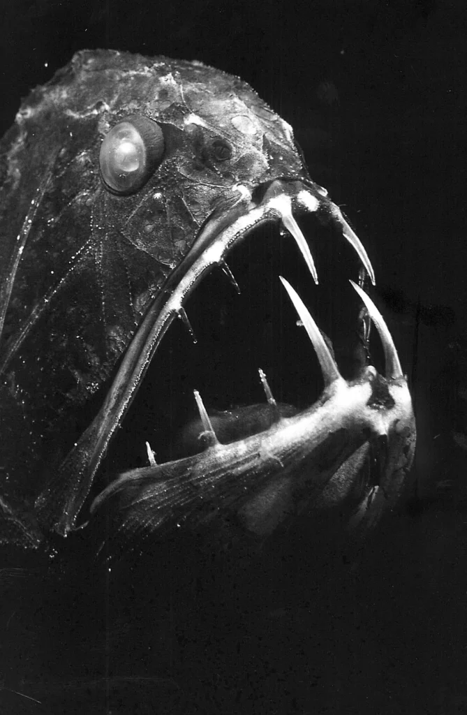 El pez abisal de dientes de vidrio Anoplogaster cornuta