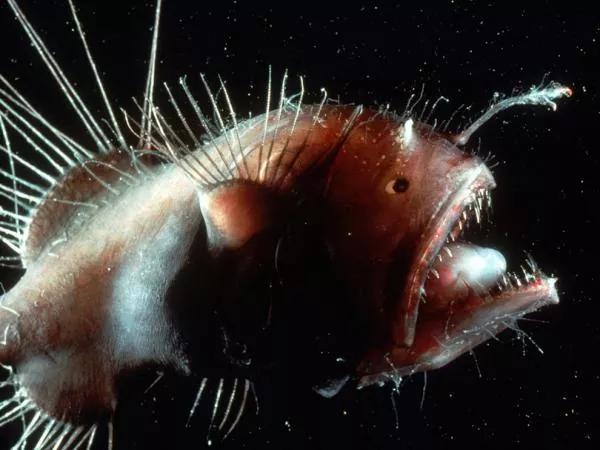 El pez linterna (Myctophidae) características hábitat y curiosidades