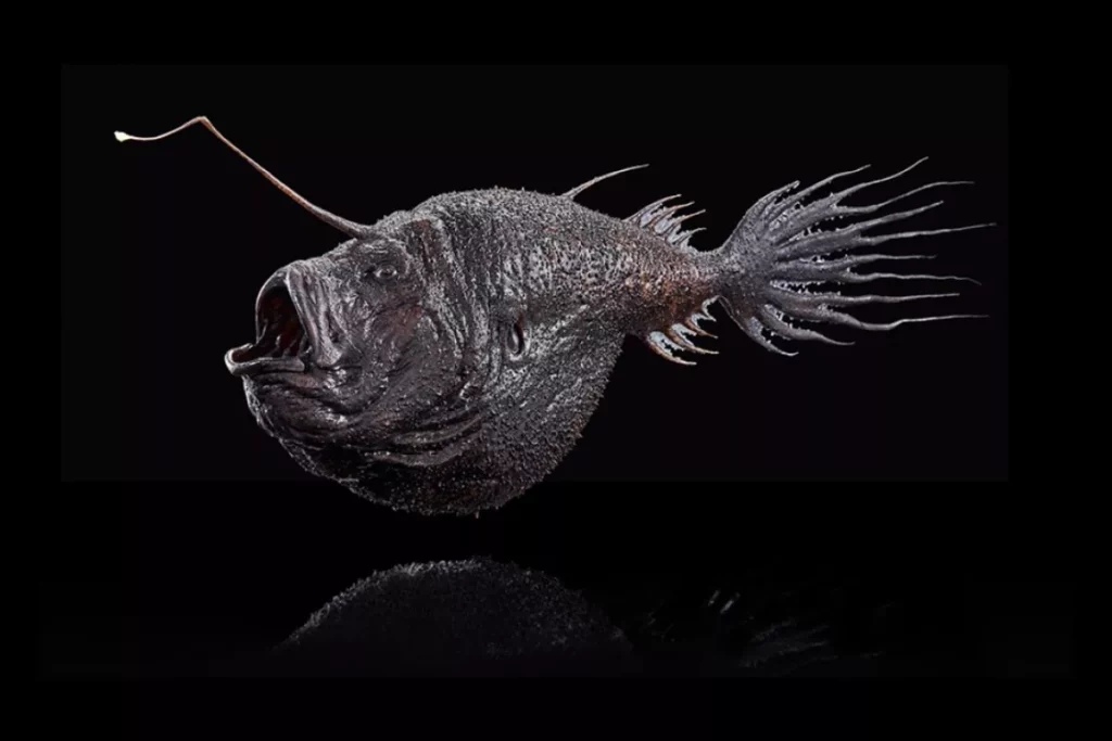 El pez linterna (Myctophidae) características hábitat y curiosidades