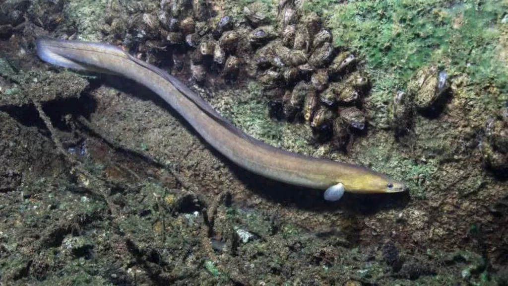 La anguila pelágica características hábitat y comportamiento