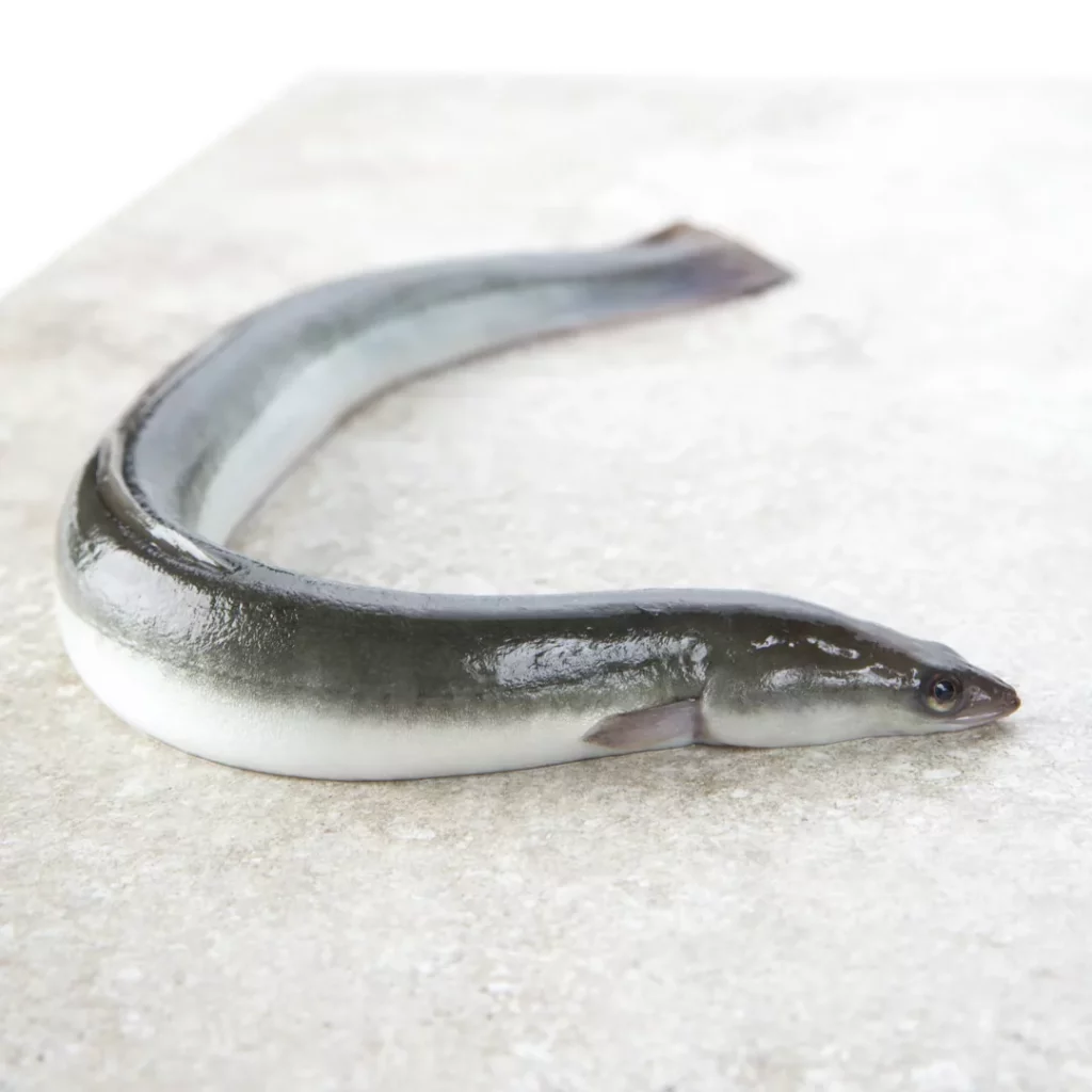 La anguila pelágica características hábitat y comportamiento