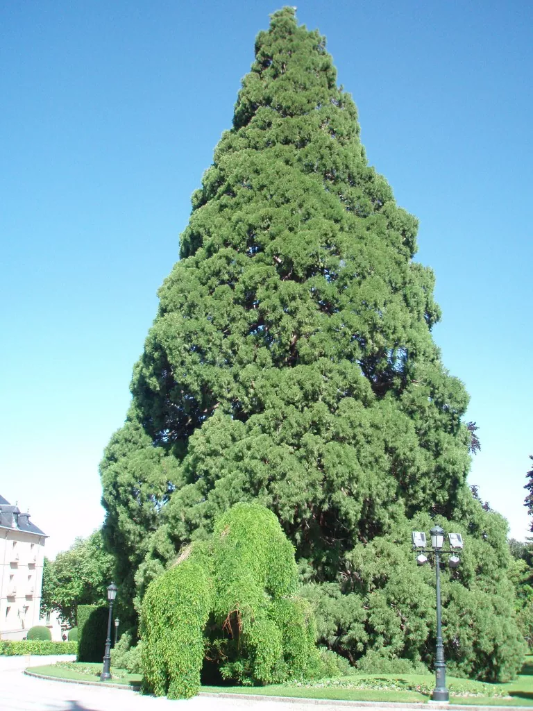 La majestuosidad de las secuoyas descubre todo sobre el árbol más grande del mundo