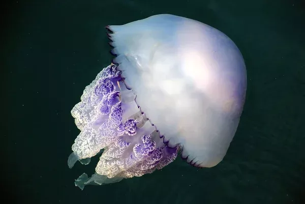 Medusa pulmón características y hábitat de esta especie marina