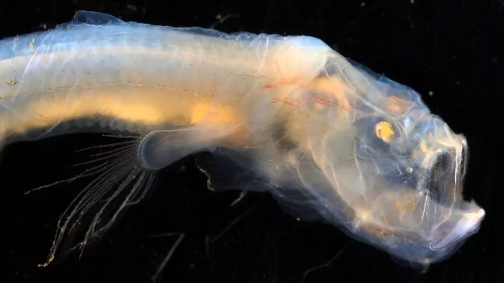 Peces de las profundidades del océano descubre las fascinantes especies que habitan en las oscuras aguas