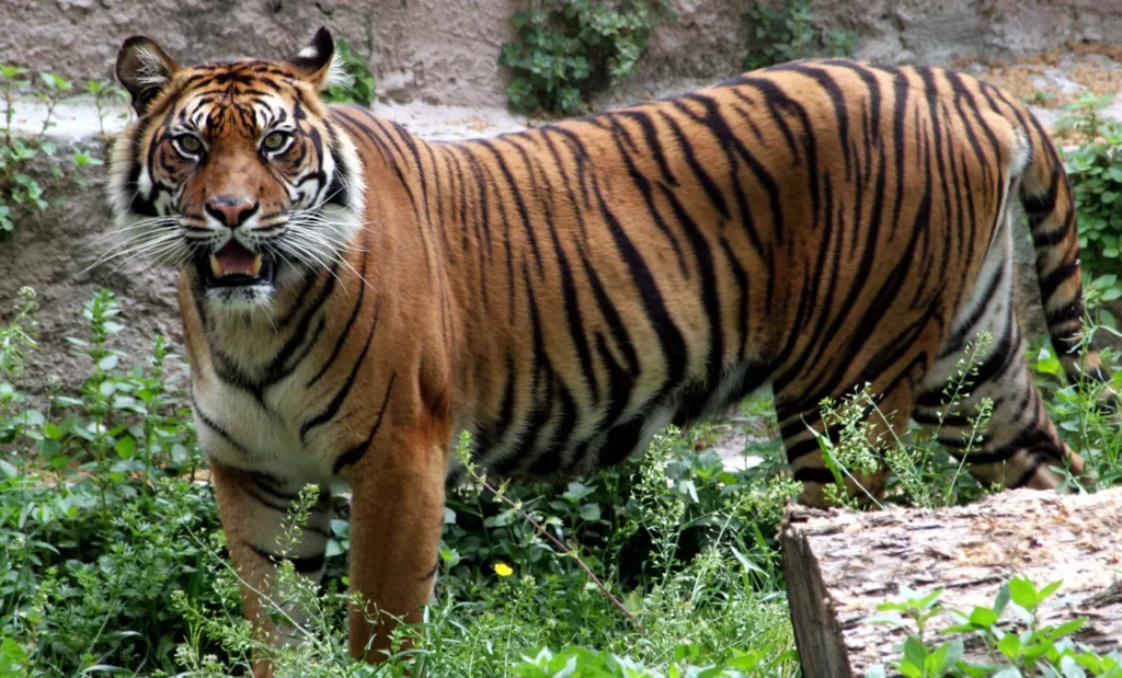 Tigre de Sumatra características hábitat y conservación
