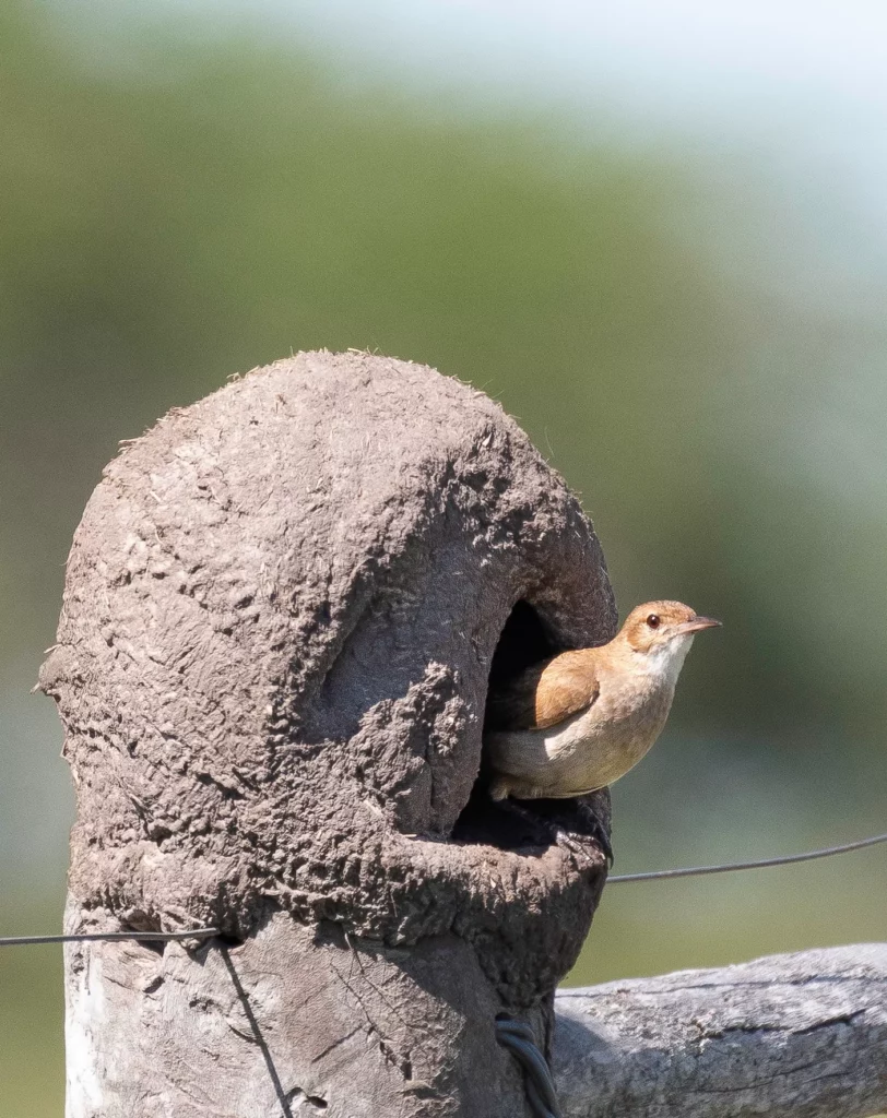 Todo lo que debes saber sobre el hornero el ave constructor de nidos