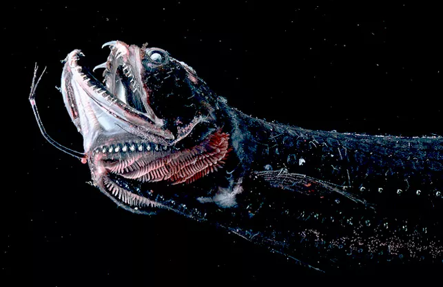 Todo lo que debes saber sobre el pez abisal dragón (Grammatostomias flagellibarba)