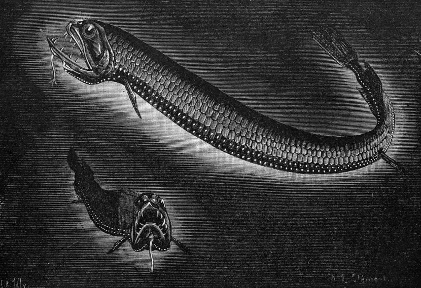 Todo lo que debes saber sobre el pez abisal dragón (Grammatostomias flagellibarba)
